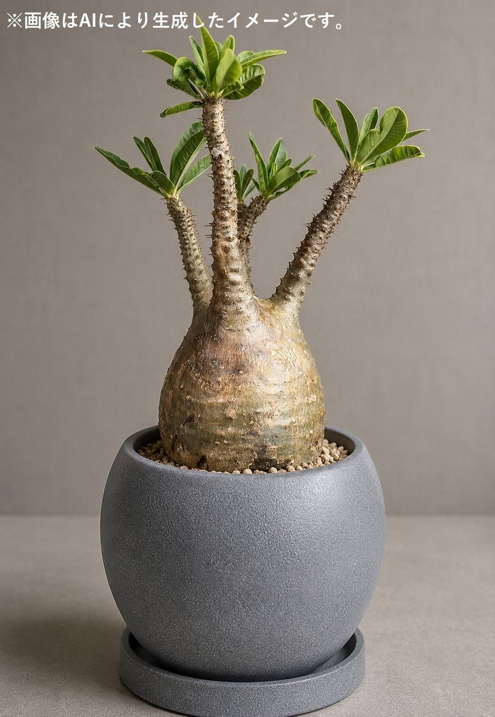 皿付鉢 ロトンド / グレー / Φ18×H14.5cm