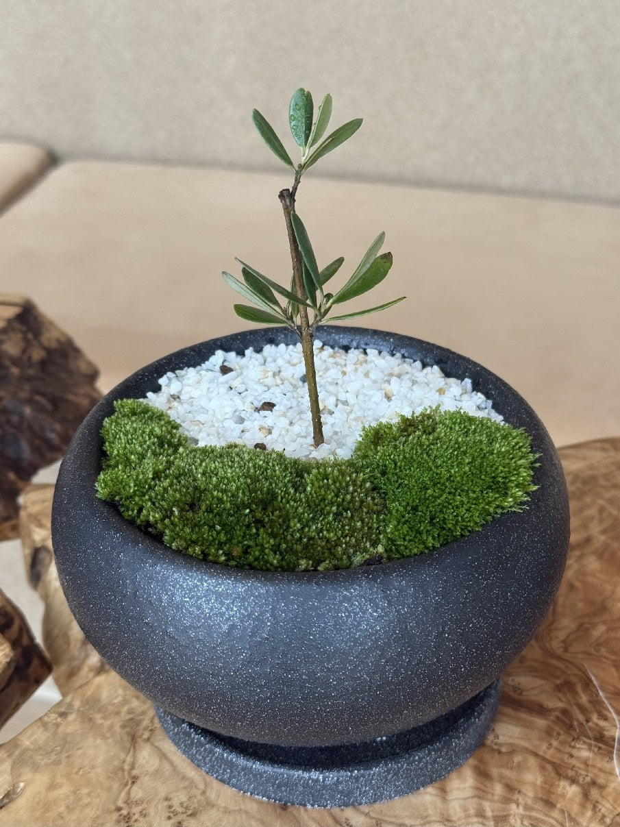皿付鉢 アネーロ / ブラック / Φ12×H6.5cm