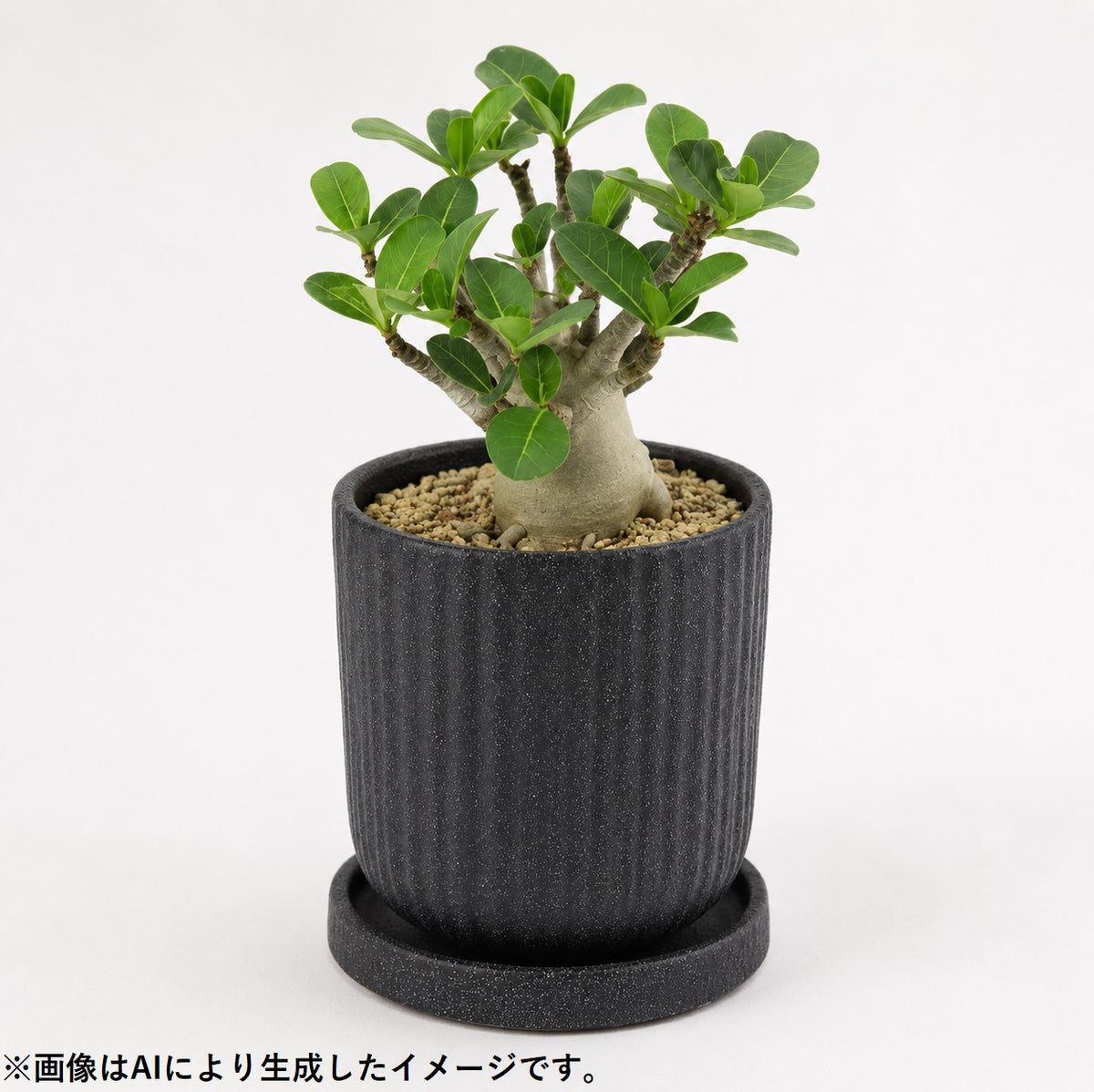 皿付鉢 ルーガ / ブラック / Φ14×H15.5cm