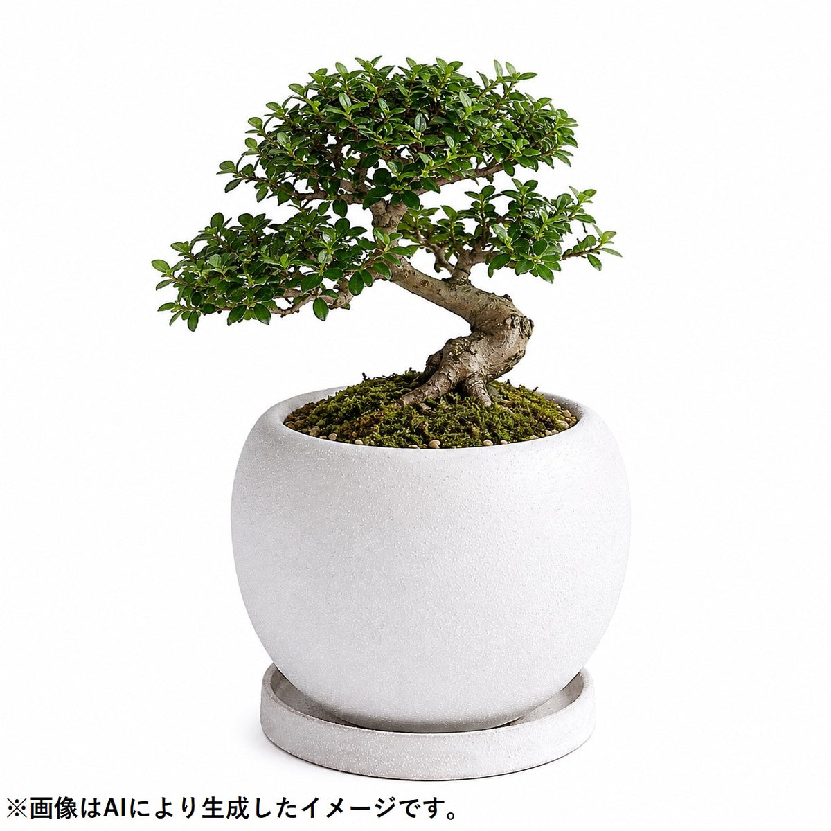 皿付鉢 ロトンド / ホワイト / Φ18×H14.5cm