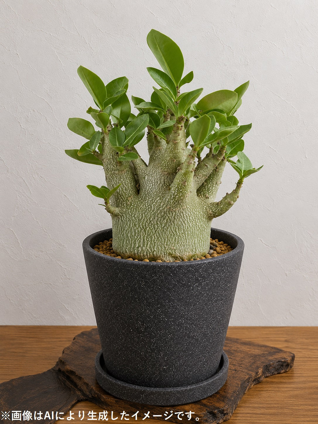 皿付鉢 コーノ / ブラック / Φ14×H13.5cm