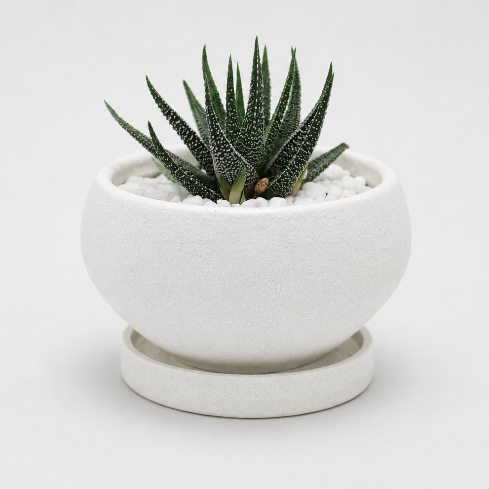 皿付鉢 アネーロ / ホワイト / Φ12×H6.5cm