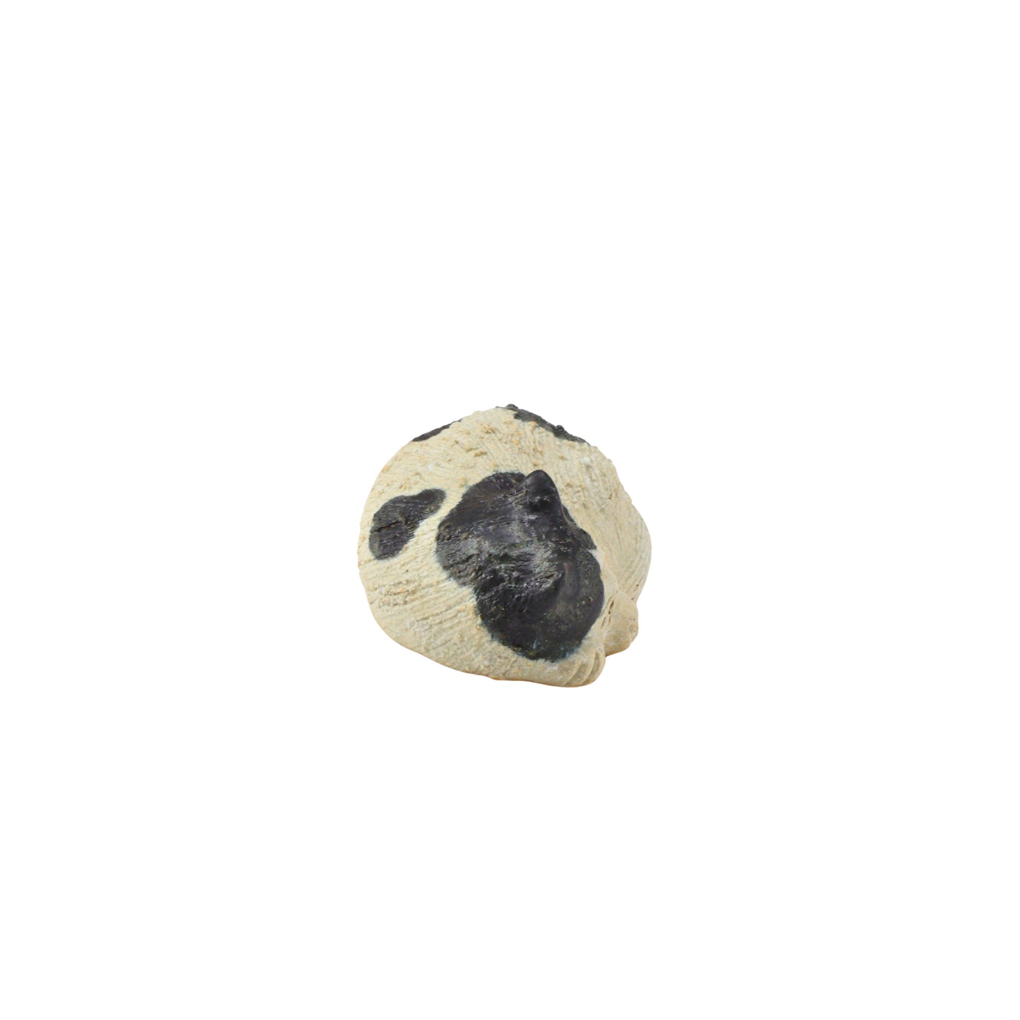 ねんね猫(白黒) / W9×D6×H5cm